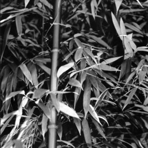 bambou02